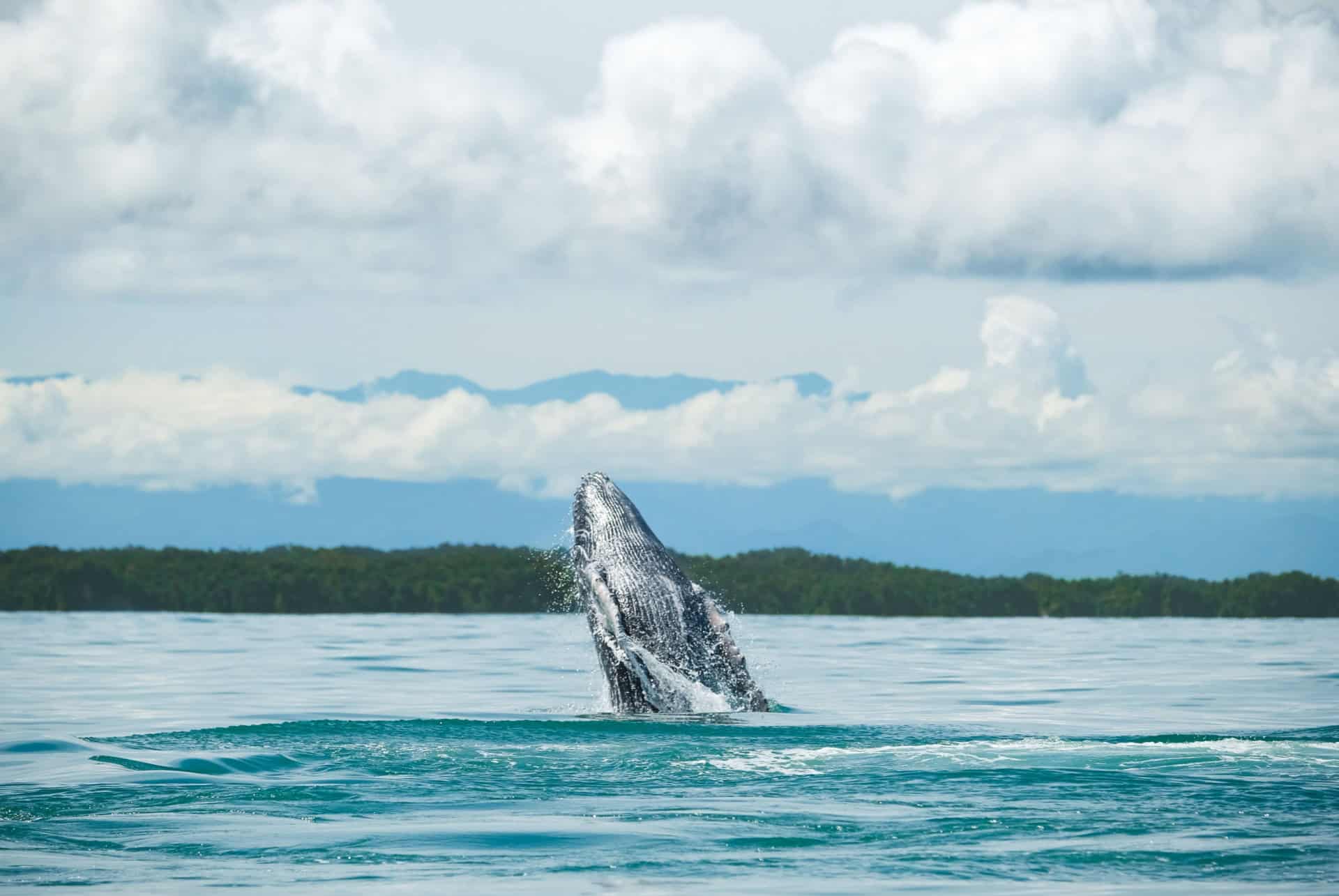 baleine pacifique colombien (1) baleine pacifique colombien