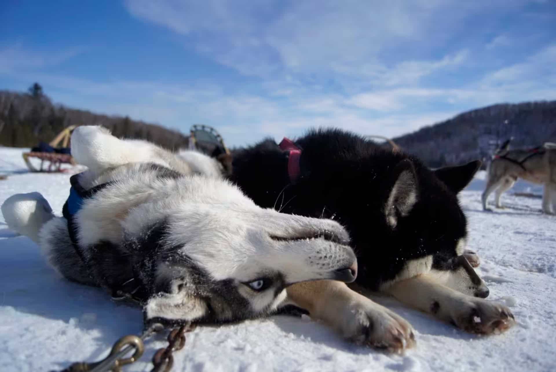 des chiens de traineau des chiens de traineau