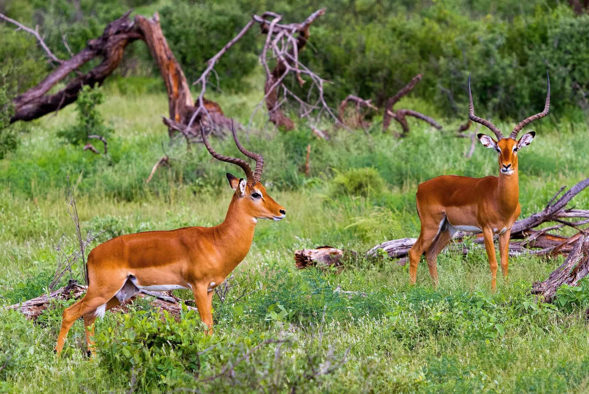 deux impalas deux impalas