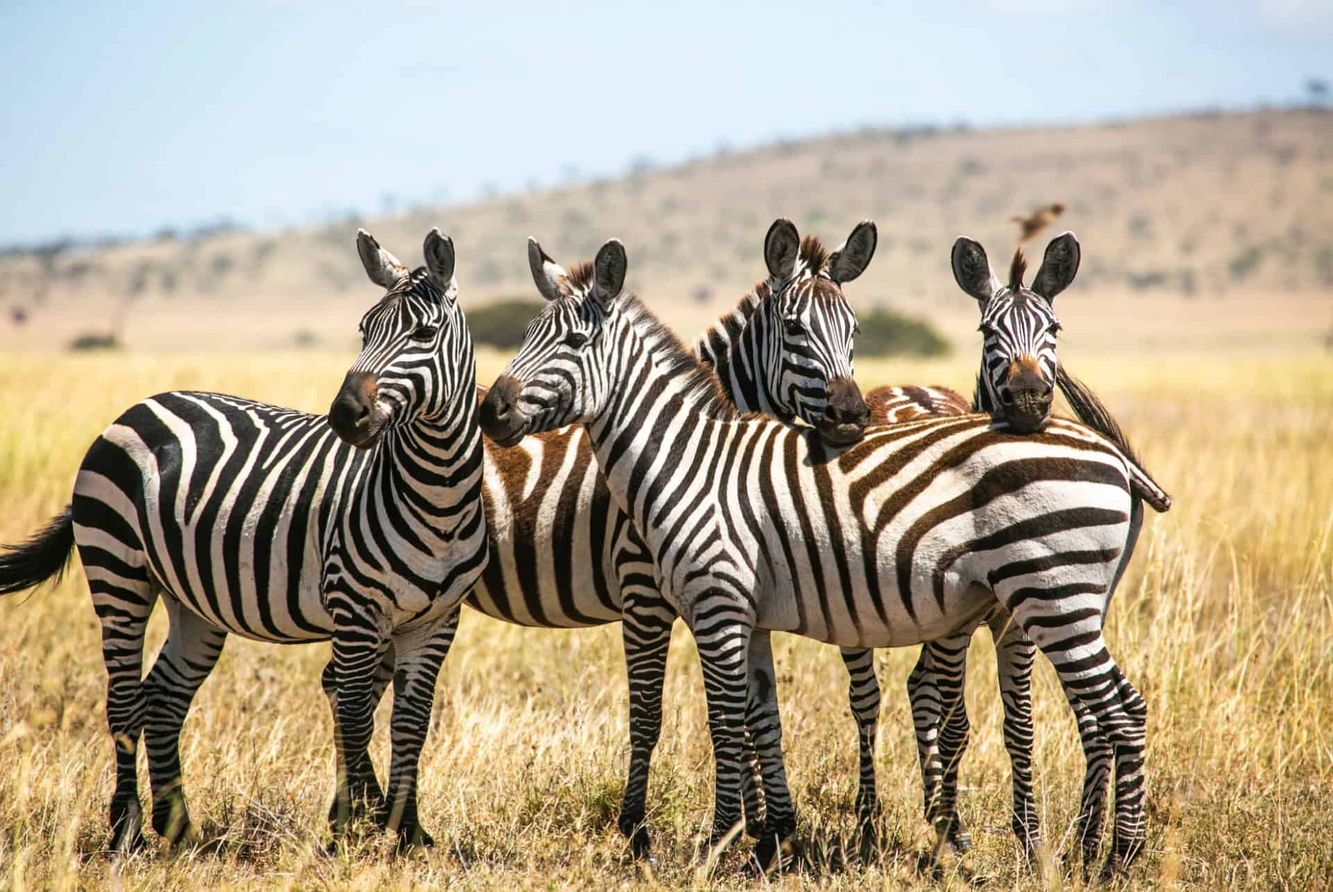 groupe de zebres groupe de zebres