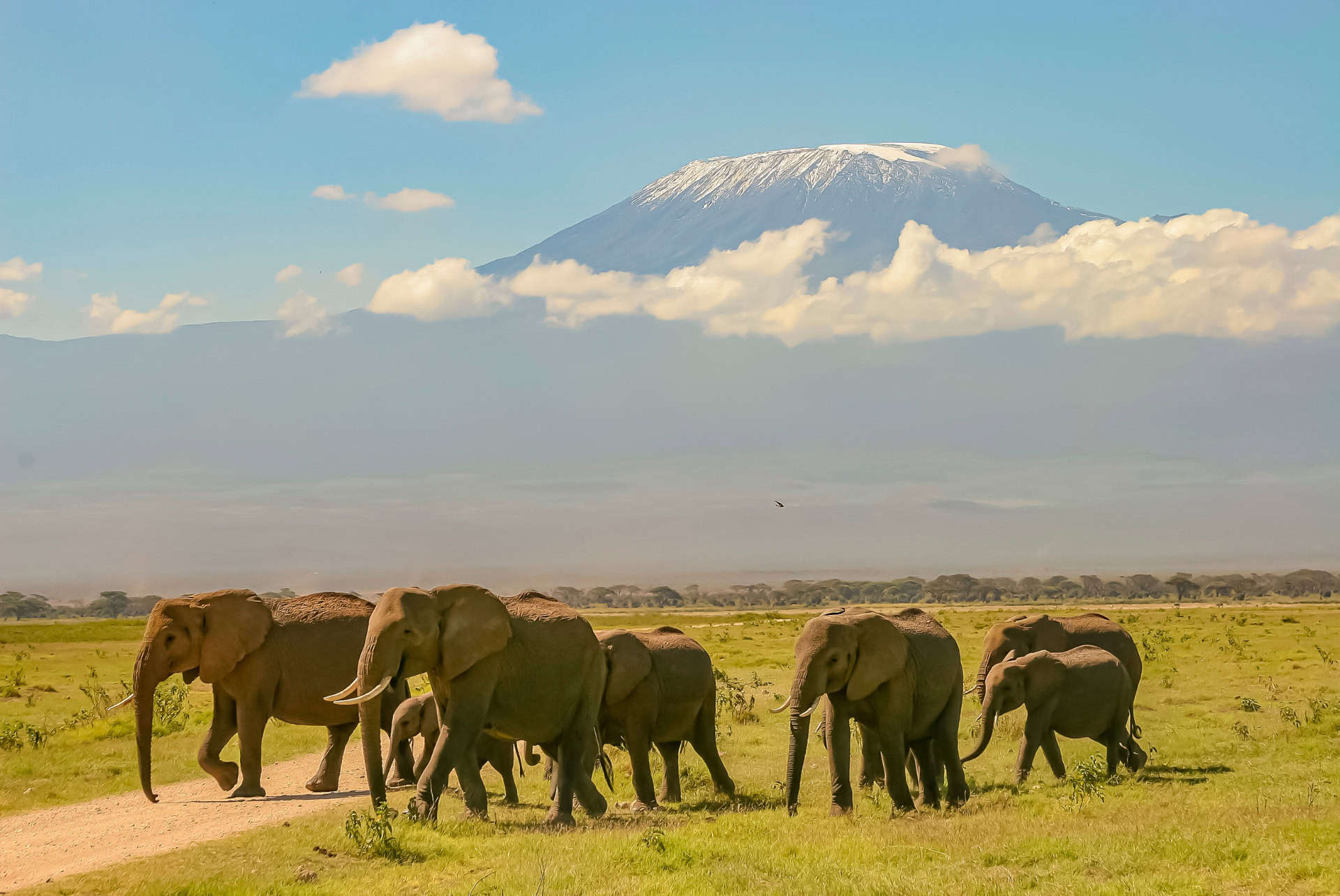 kilimandjaro avec elephants kilimandjaro avec elephants