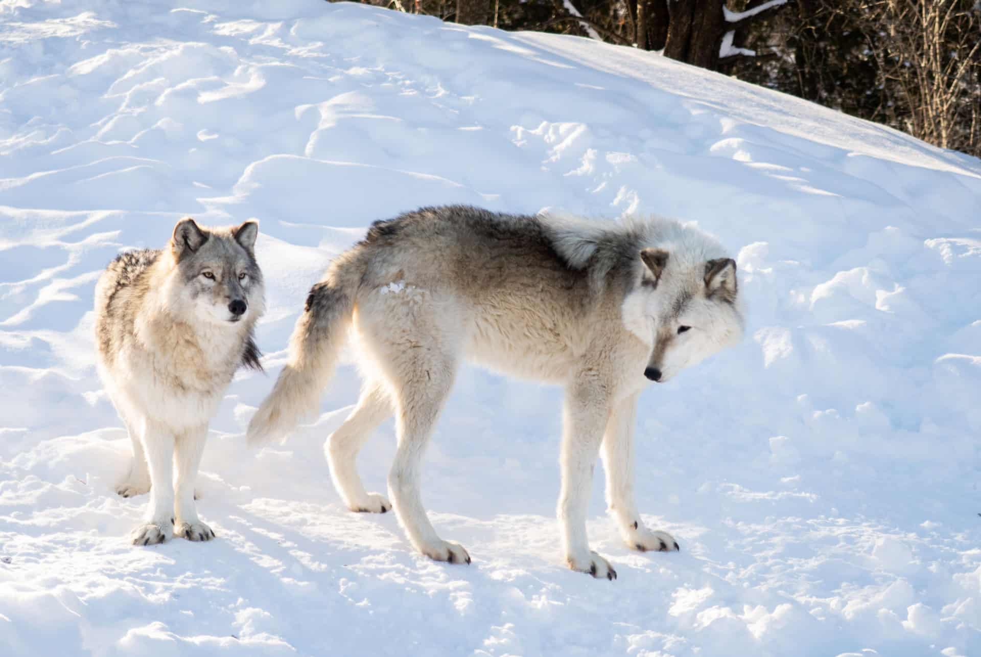 loups au zoo ecomuseum loups au zoo ecomuseum