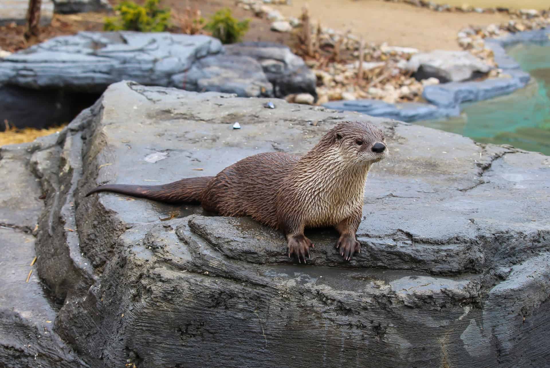 loutre geante au zoo ecomuseum loutre geante au zoo ecomuseum