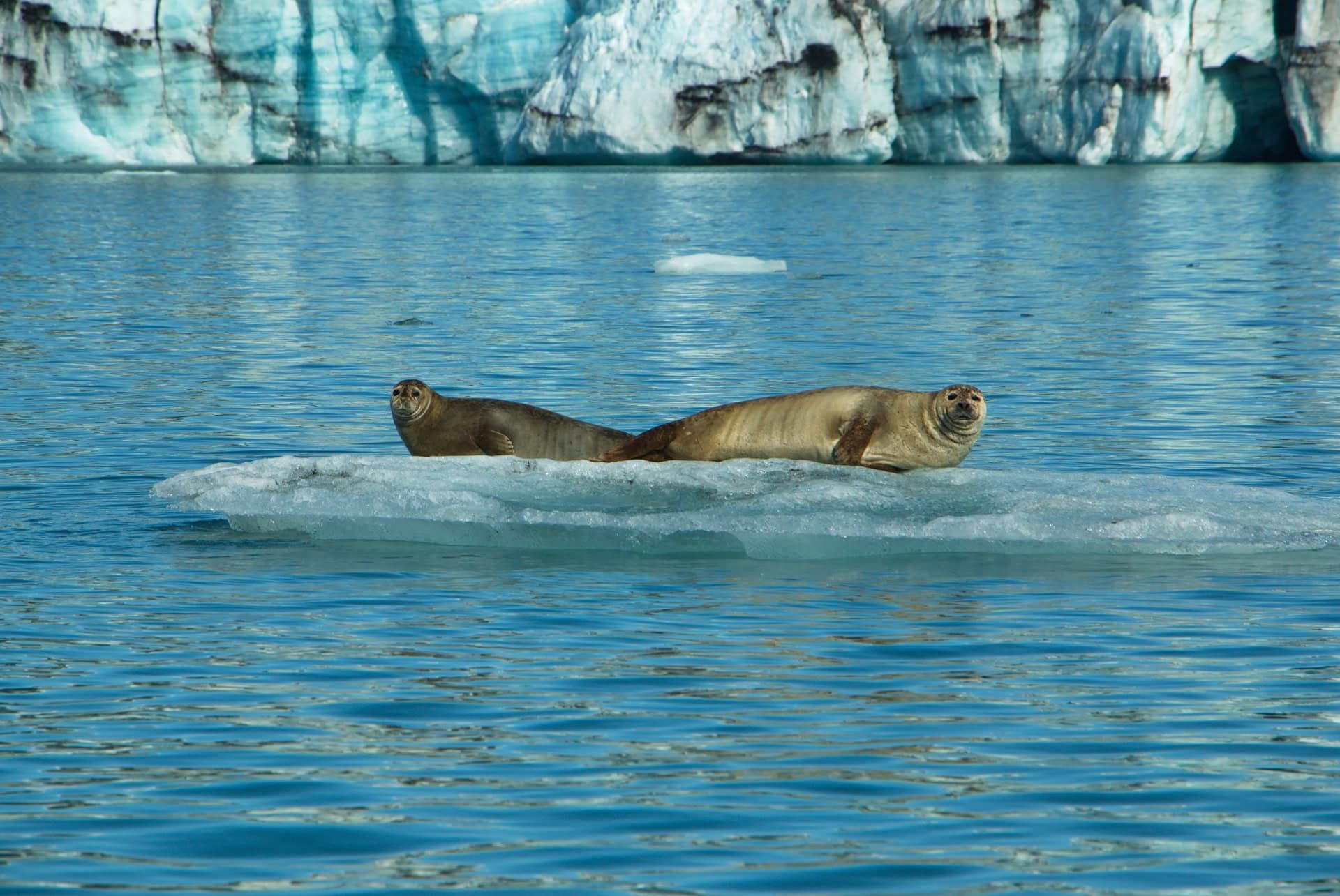 phoques jokulsarlon