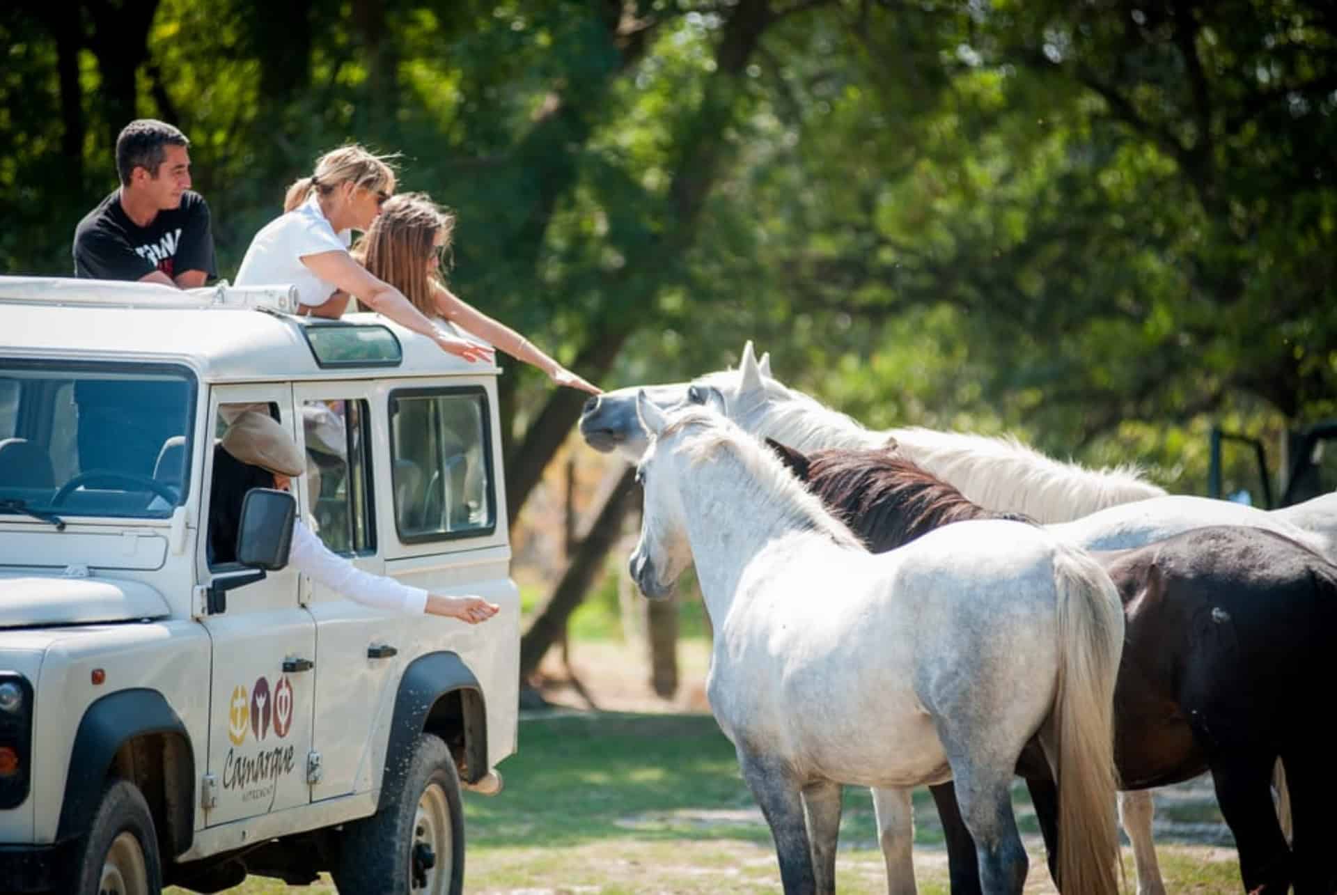 safari camargue safari camargue