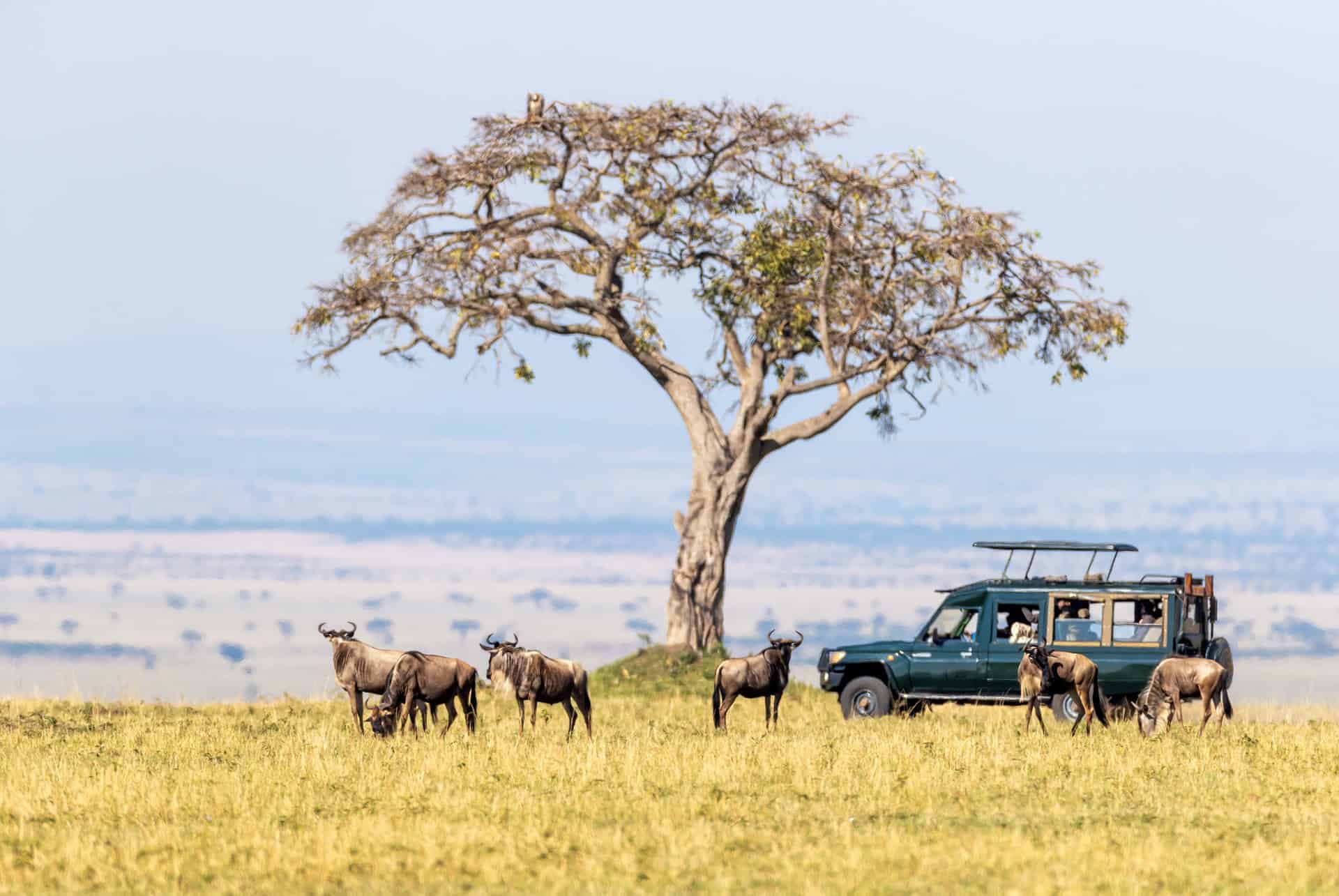 safari dans le masai mara safari dans le masai mara