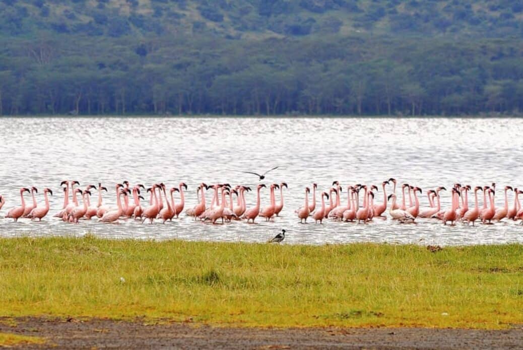 Safari guidé de 4 jours à Masaï Mara et au lac Nakuru