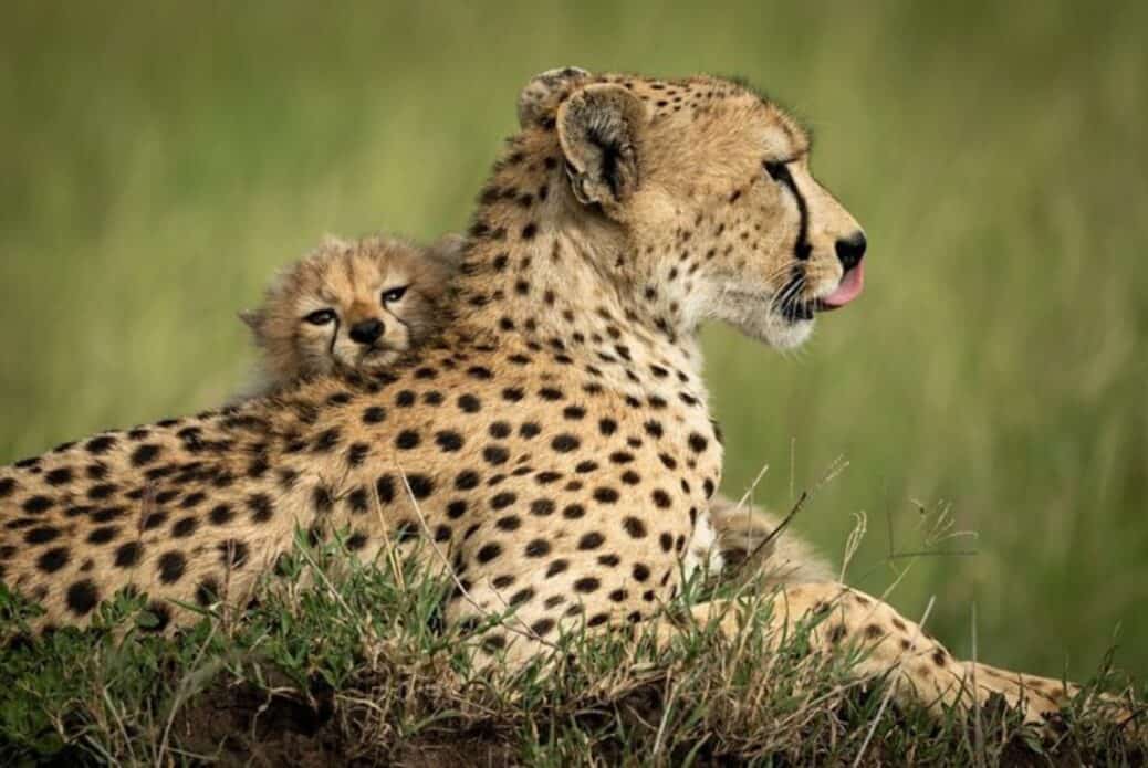 Safari guidé de 6 jours au Masaï Mara, lac Nakuru et Amboseli