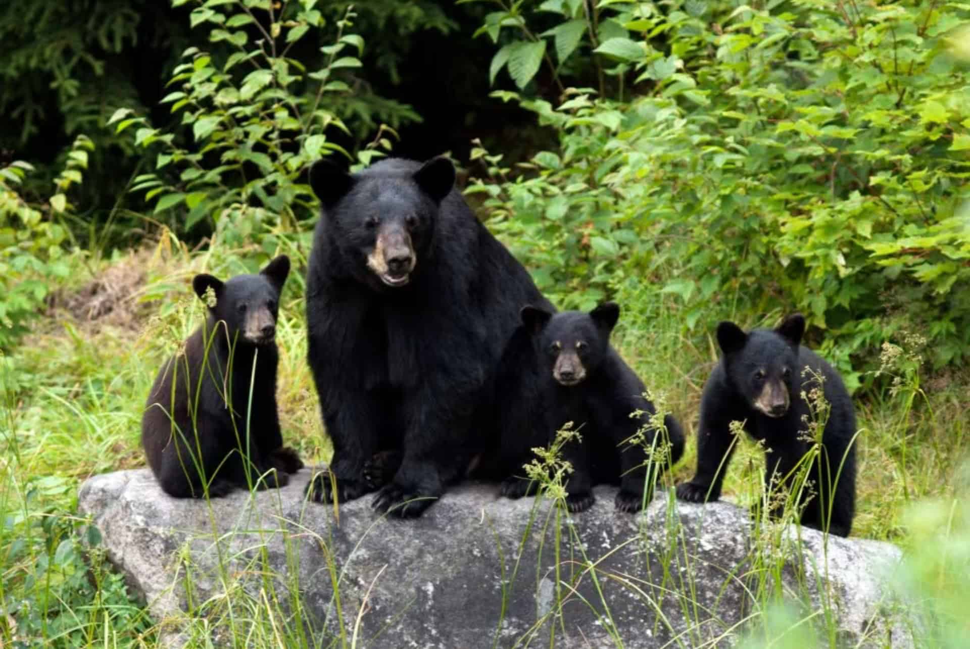 une maman ours noir et ses petits oursons une maman ours noir et ses petits oursons