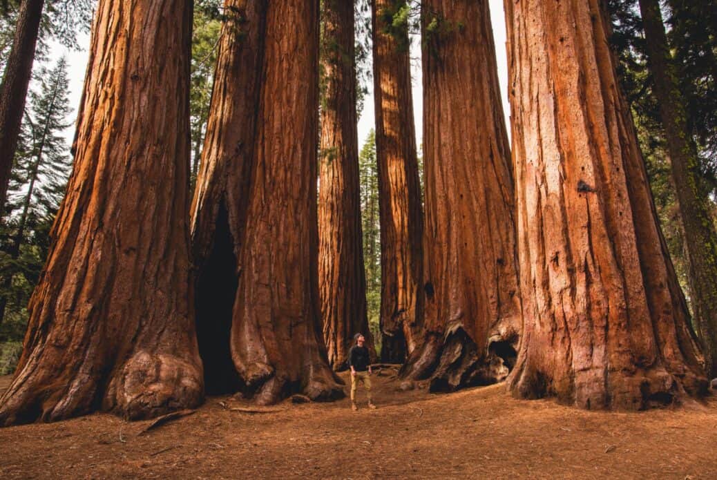 Trésors de Sequoias : visite en petit groupe avec un délicieux pique-nique