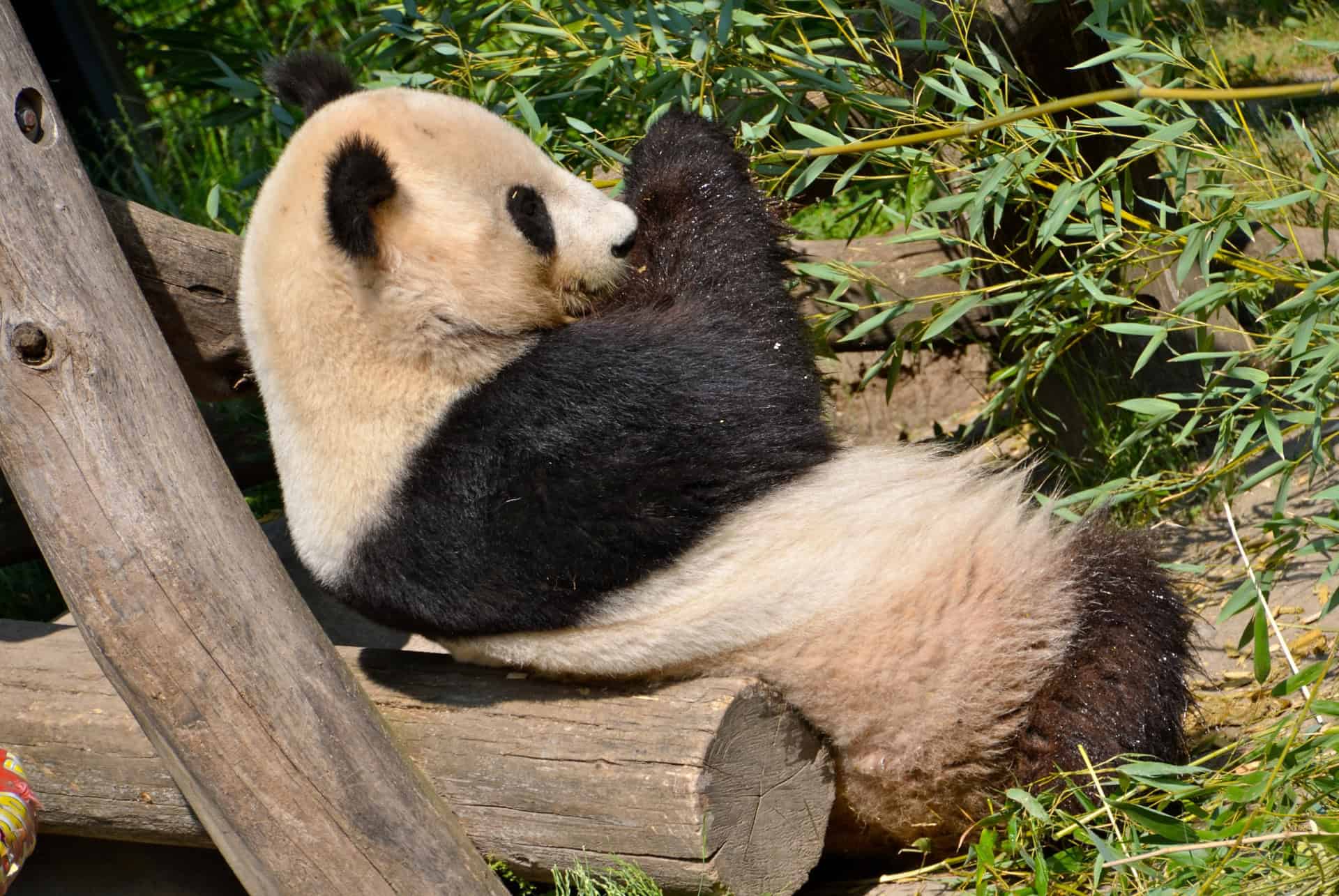 zoo de schonbrunn zoo de schonbrunn