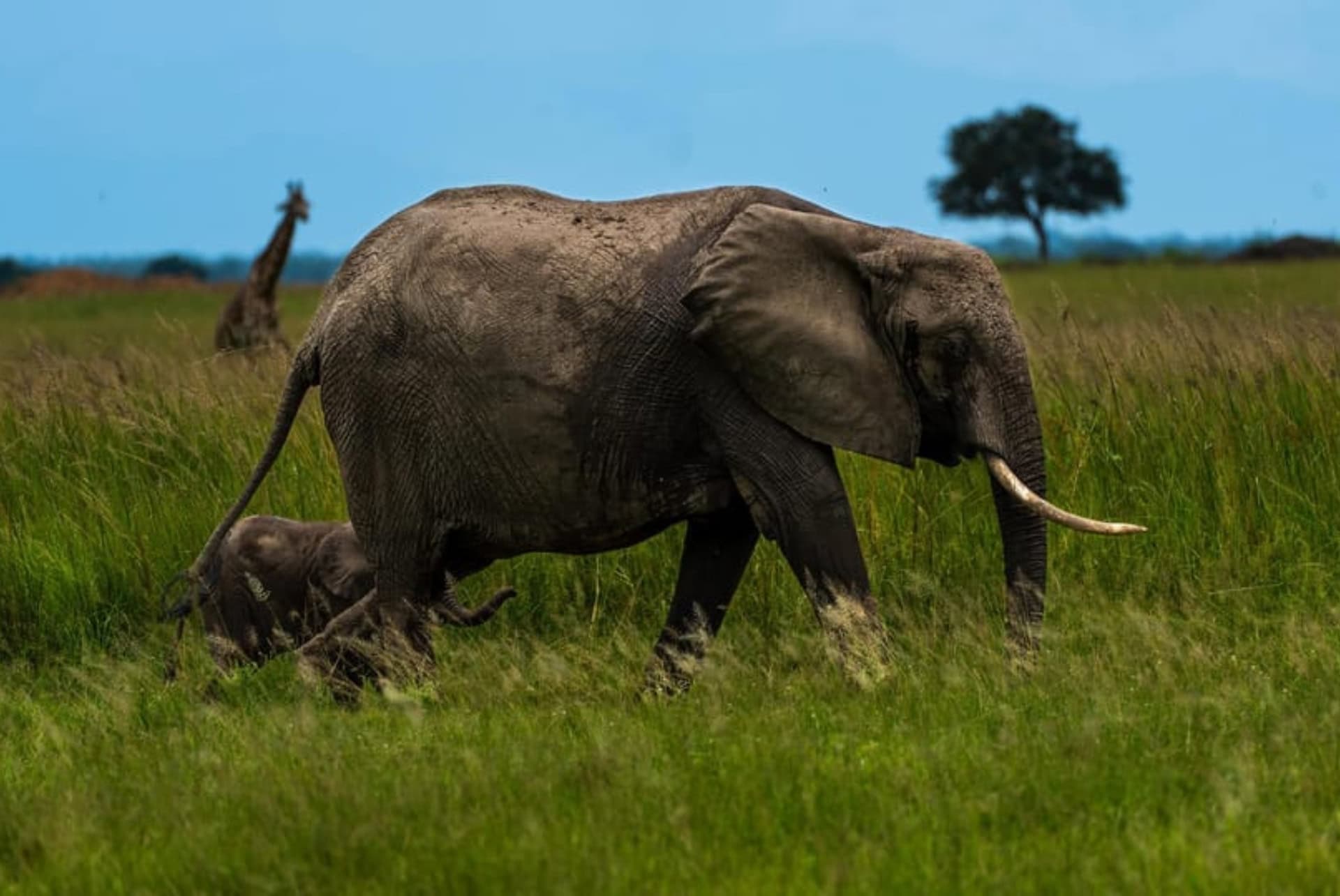 safari au parc mikumi