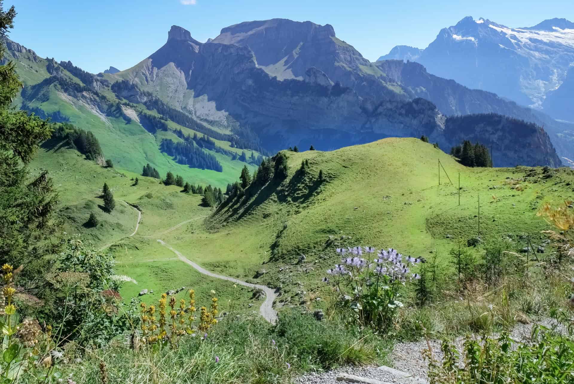 schynige platte schynige platte
