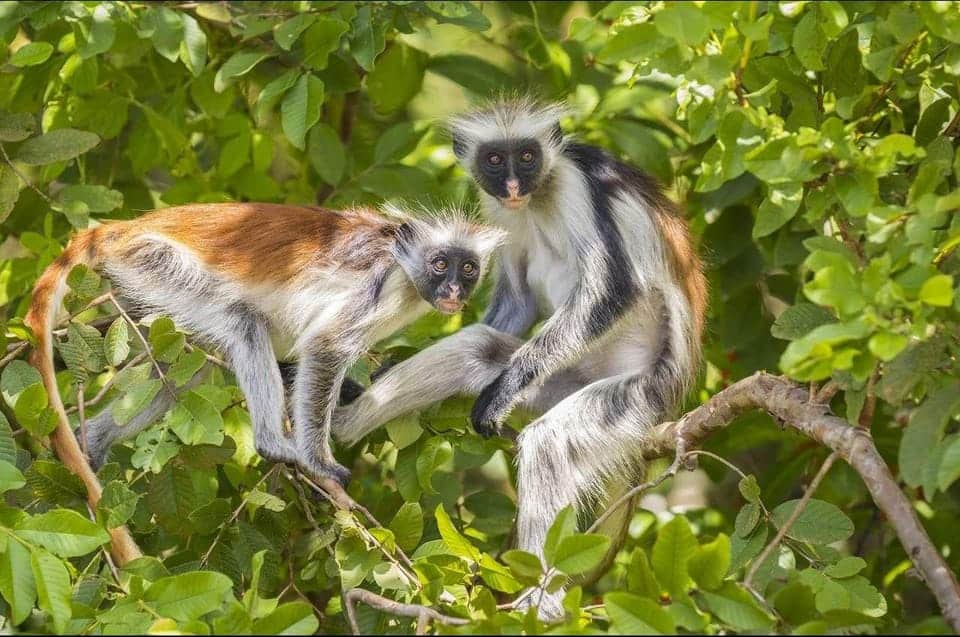 Observation des singes colobes rouges à Jozani