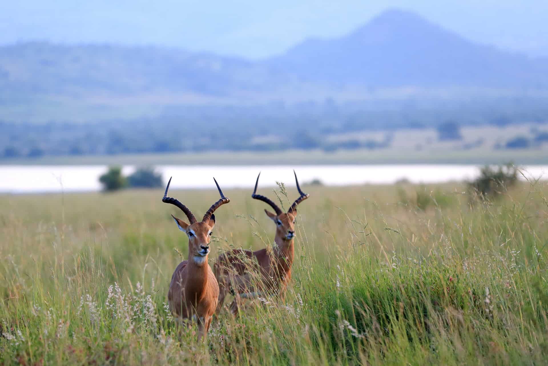 antilopes au parc national de pilanesberg antilopes au parc national de pilanesberg