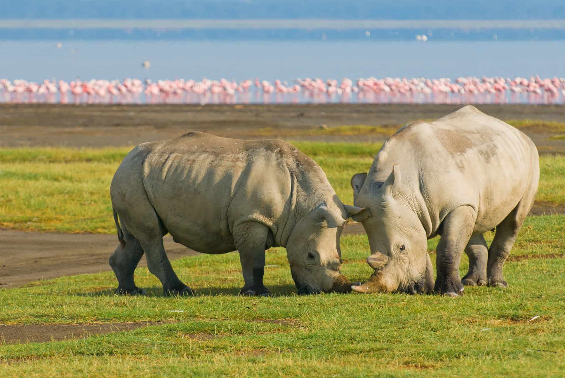 safari 6 jours masai mara, nakuru et amboseli safari 6 jours masai mara, nakuru et amboseli