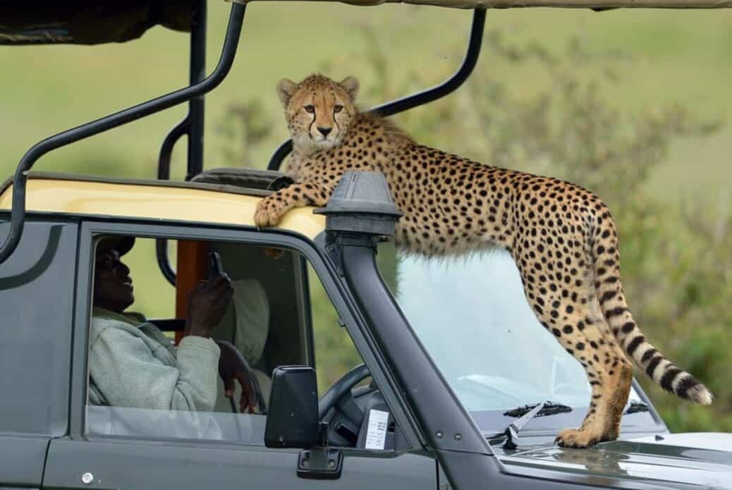 Safari de 4 jours au Masai Mara et au lac Nakuru