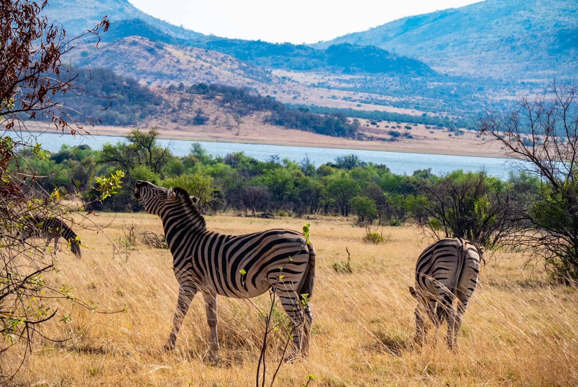 zebres au parc de pilanesberg zebres au parc de pilanesberg