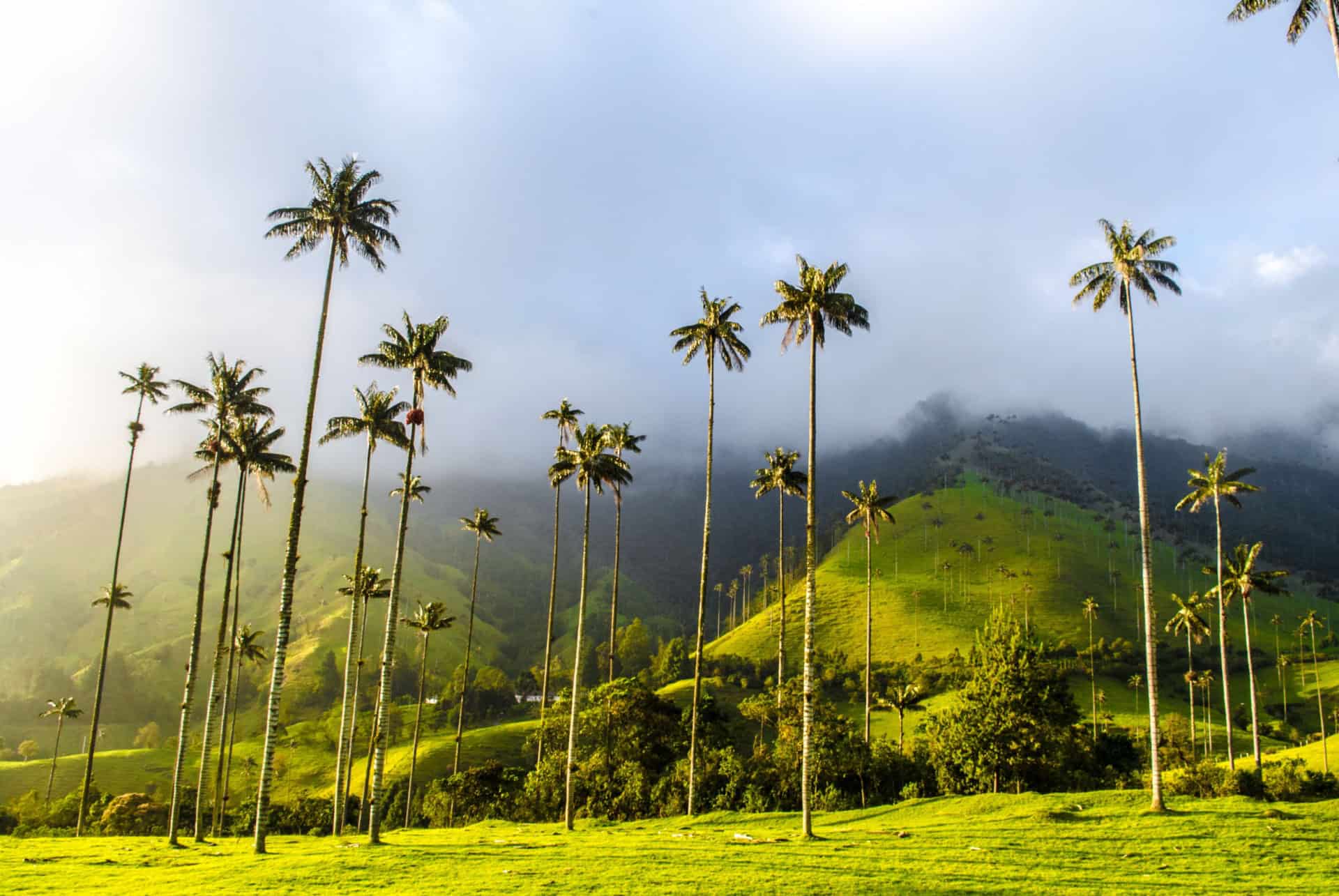 palmiers a cire vallee cocora palmiers a cire vallee cocora
