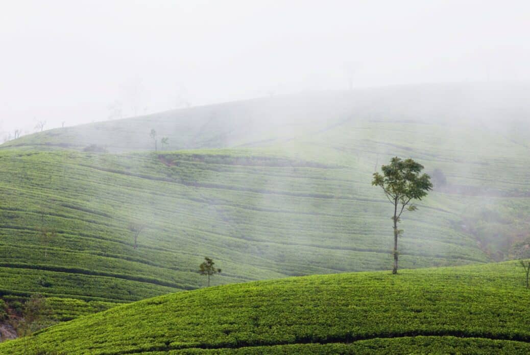 Plantations de Nuwura Eliya