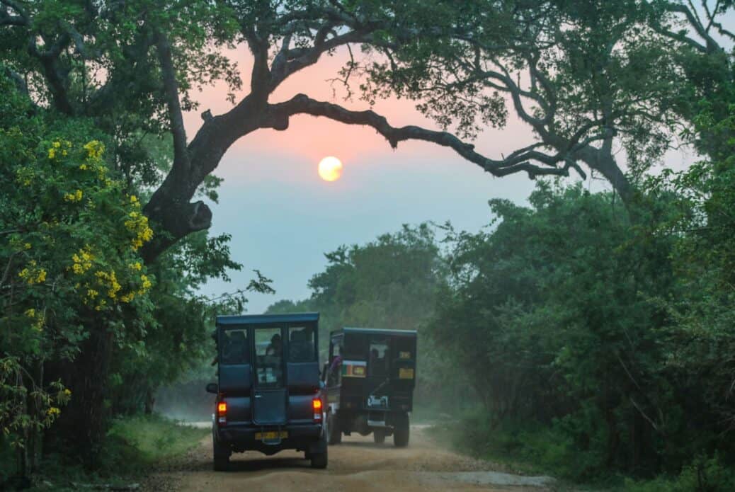 Safari au parc de Yala