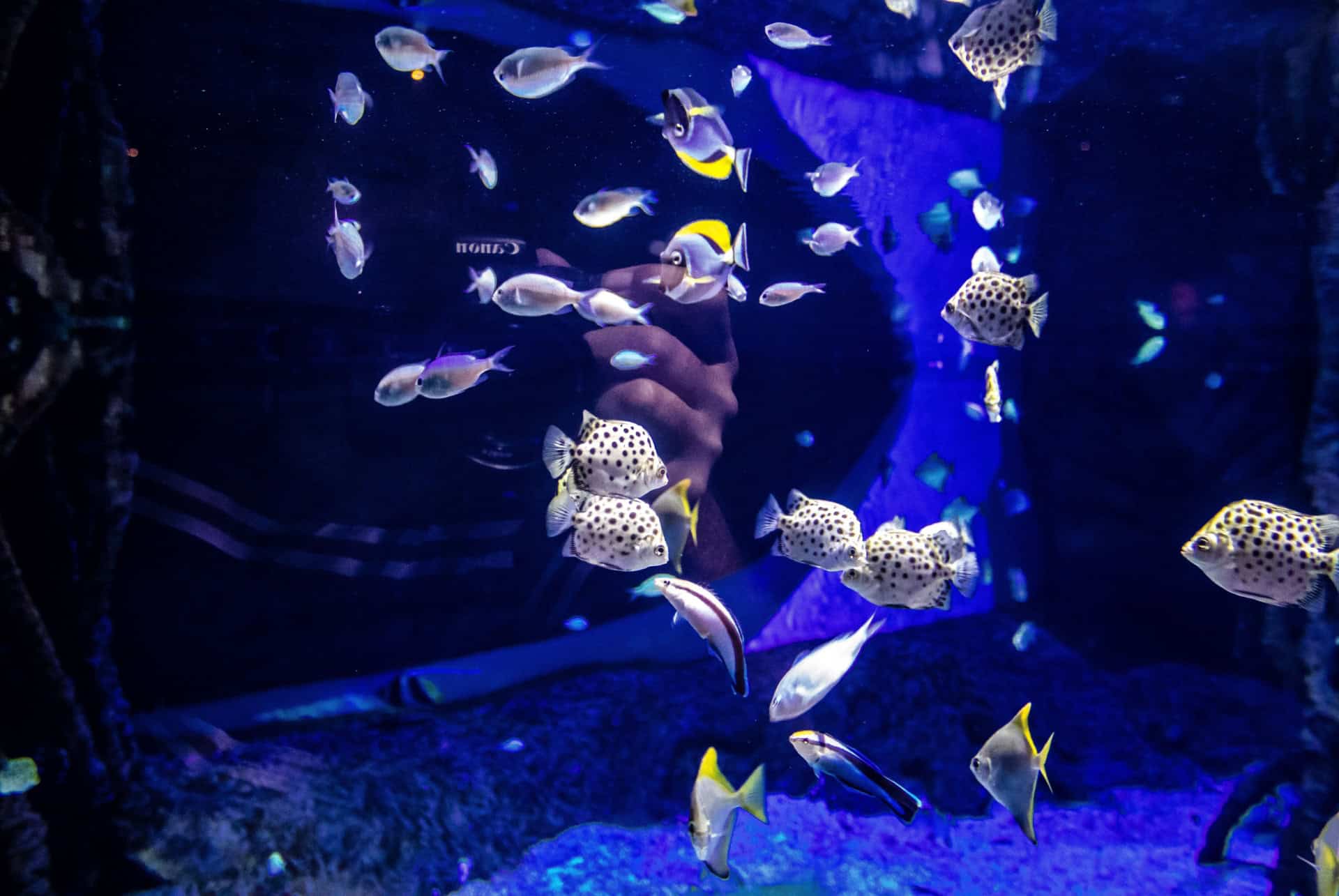 aquarium de seville aquarium de seville