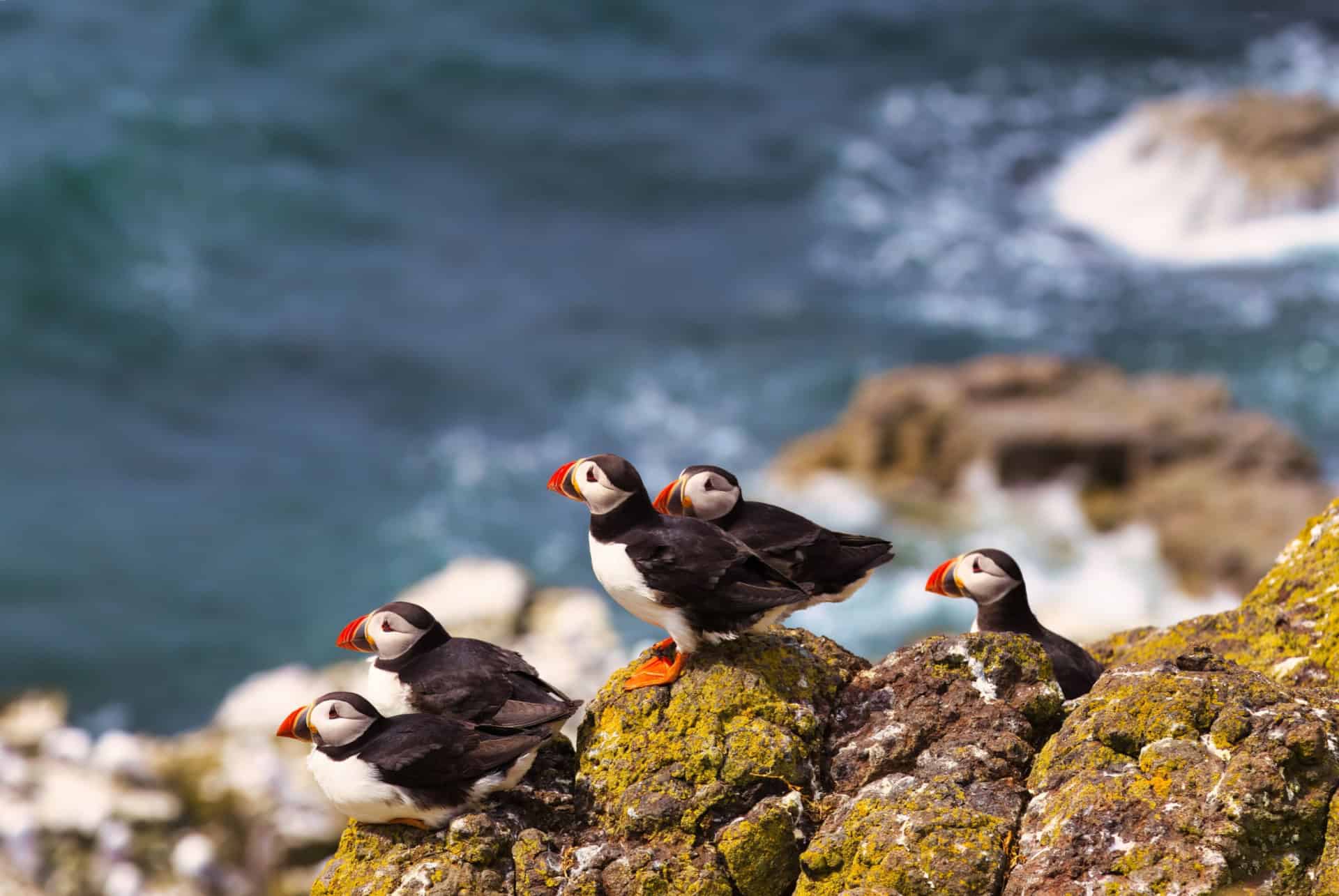 macareux islande mai macareux islande mai
