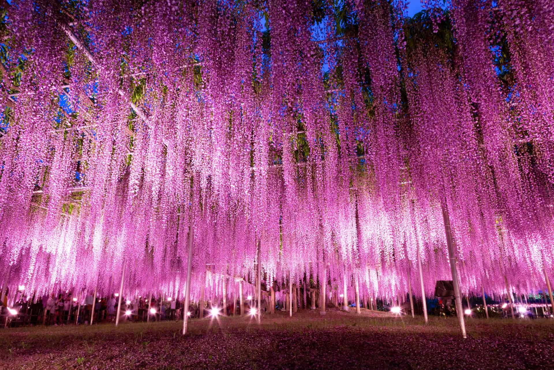 glycine ashikaga japon avril glycine ashikaga japon avril