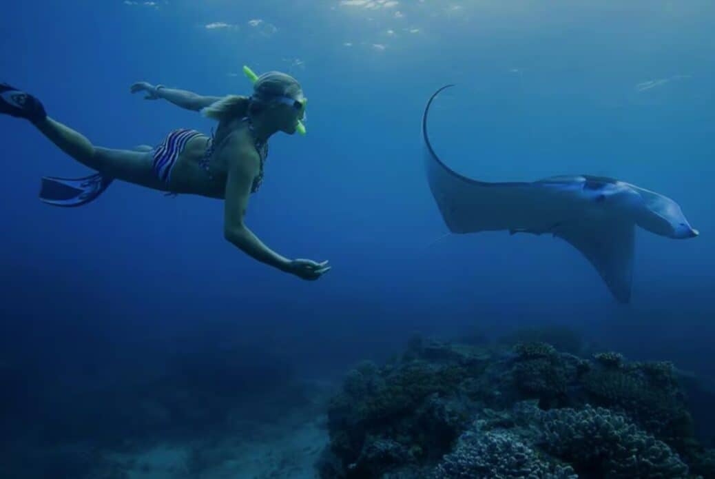 Plongée avec les raies Mantas