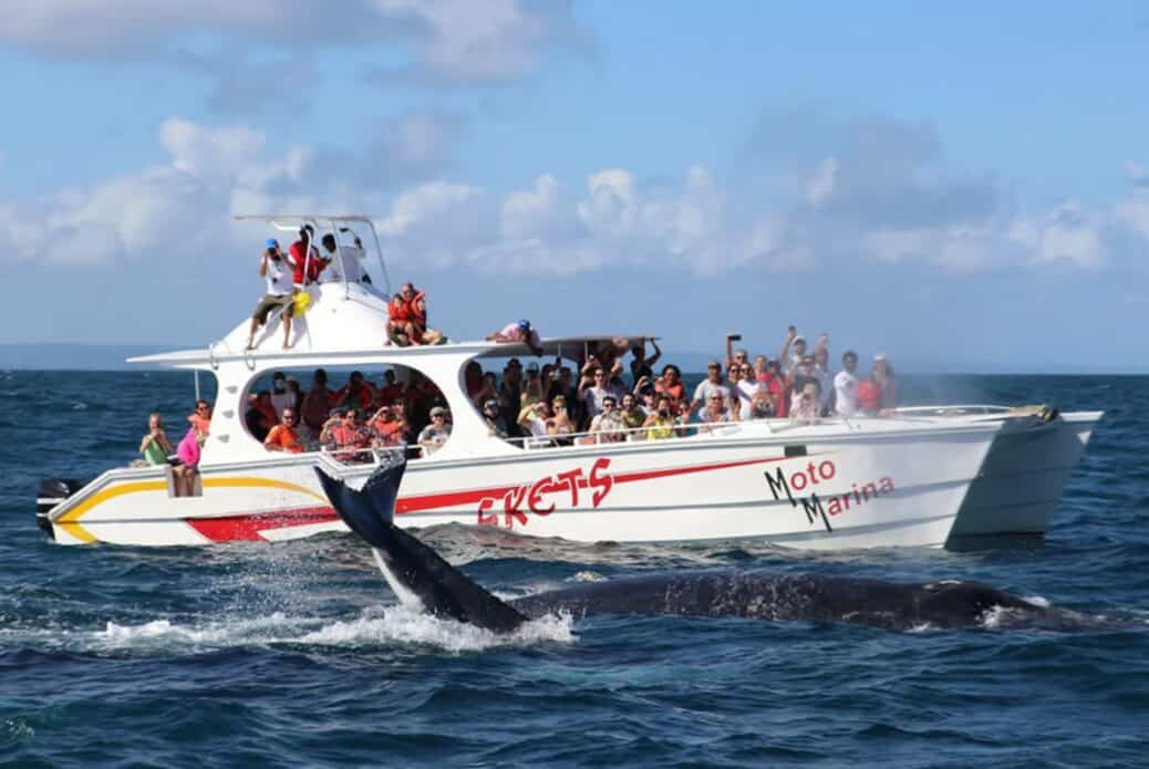 Observation des baleines à Samaná