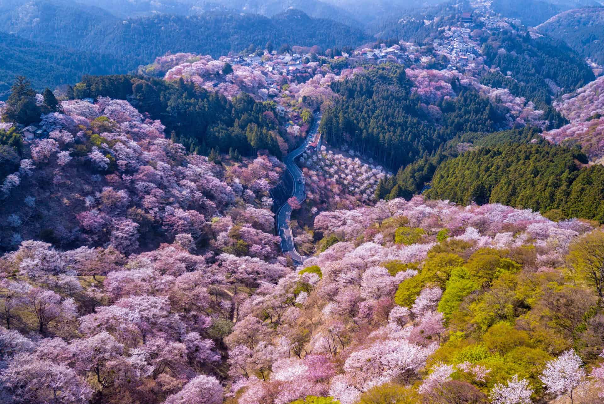 sakura yoshino sakura yoshino