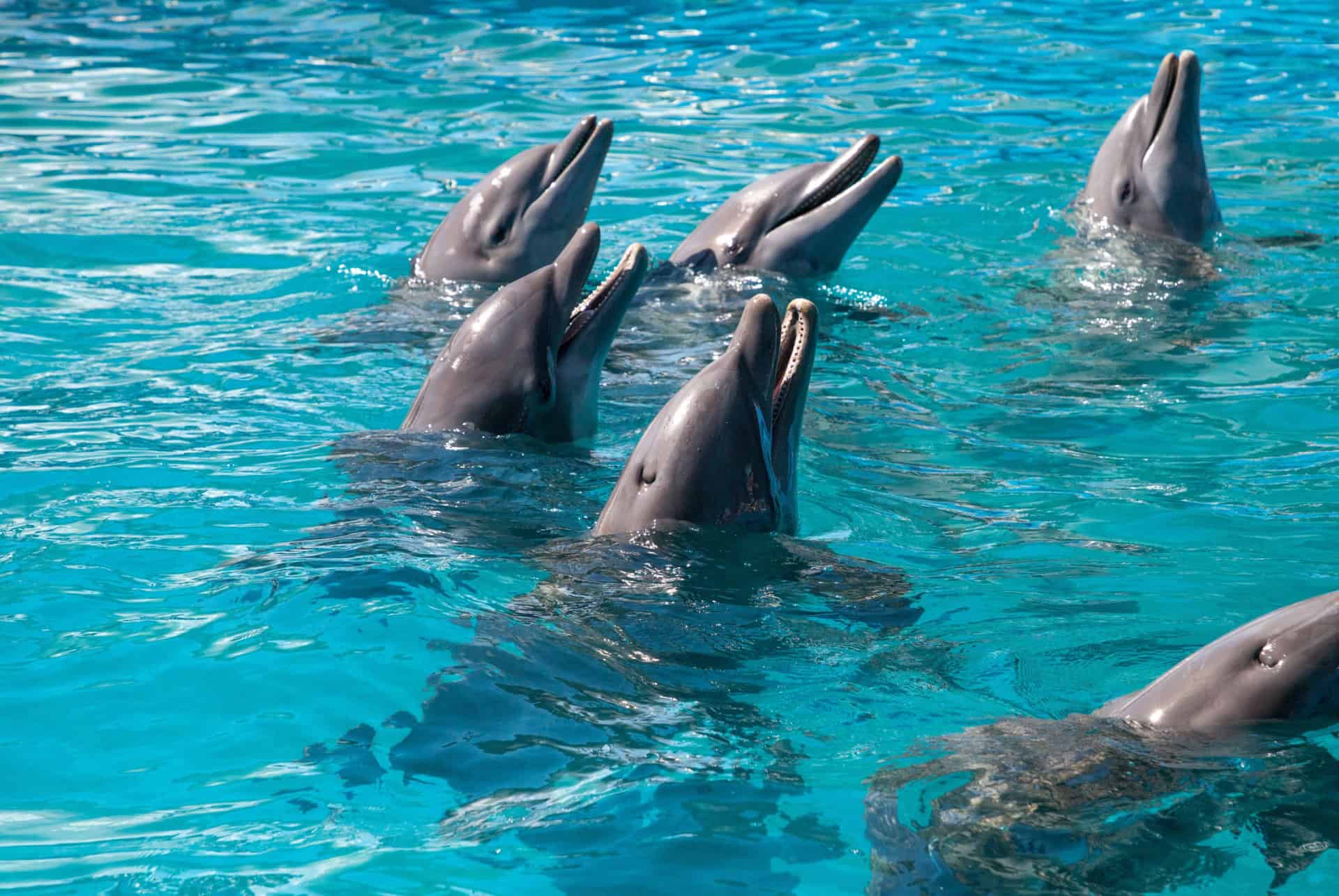 dauphins au large des cotes de key west en floride