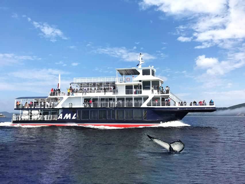 Excursion en bateau pour observer les baleines