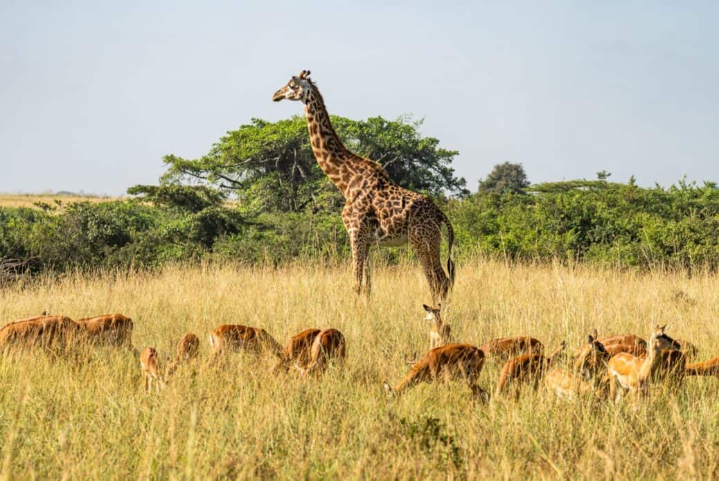 1 jour de safari dans la réserve de Selous