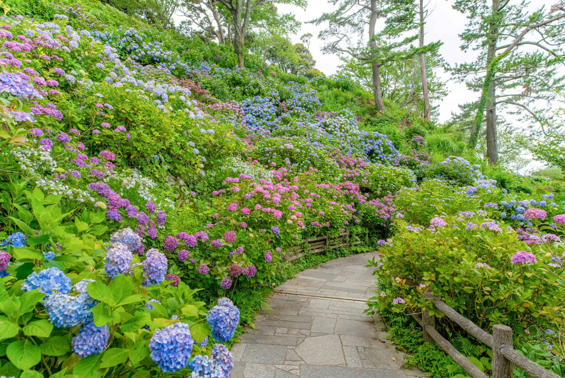 hortensias en fleurs au parc de shimoda dans la prefecture de shizuoka au japon en juin hortensias en fleurs au parc de shimoda dans la prefecture de shizuoka au japon en juin