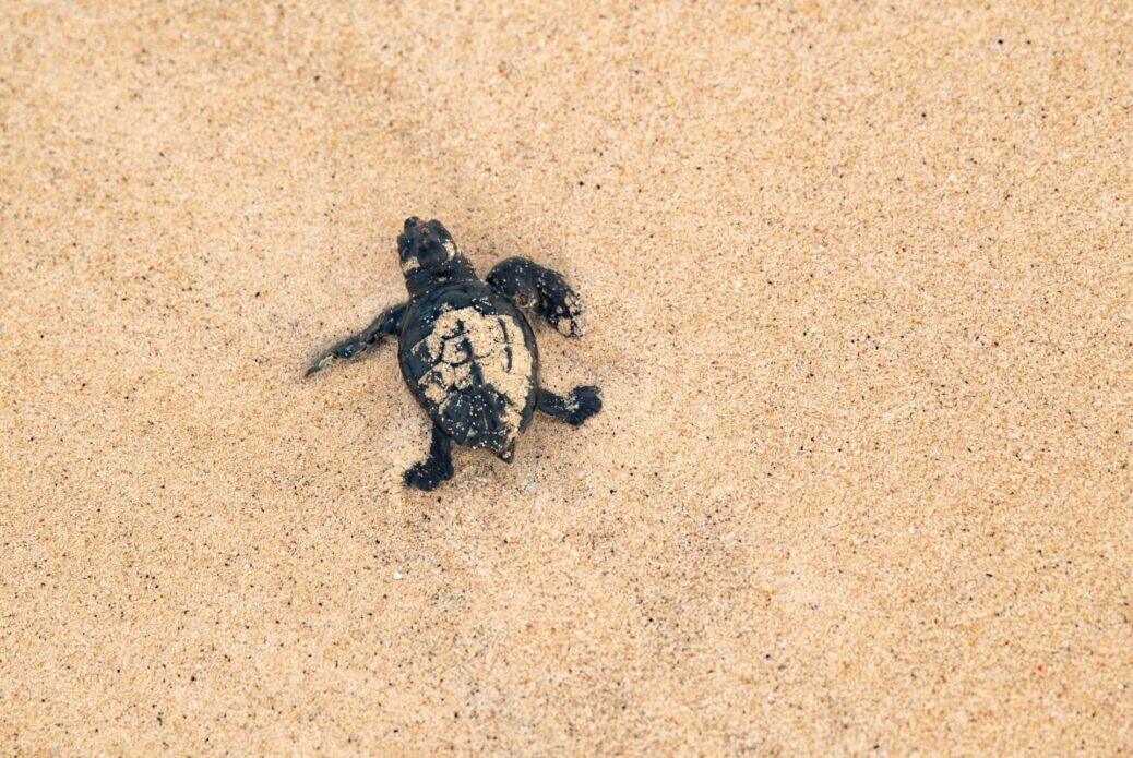 Observation des tortues de mer à Santa Maria