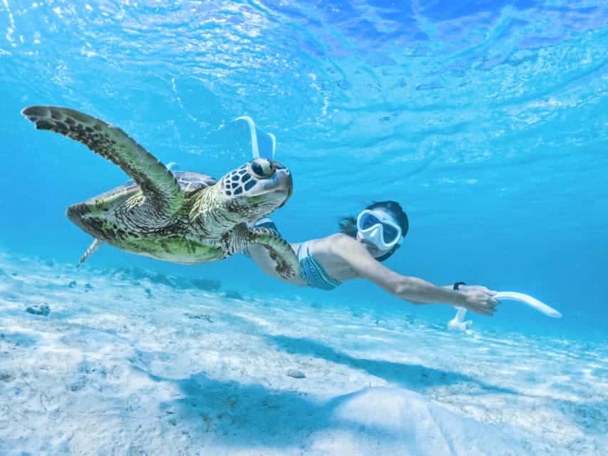 Plongée avec les tortues de mer sur l'Île de Miyako