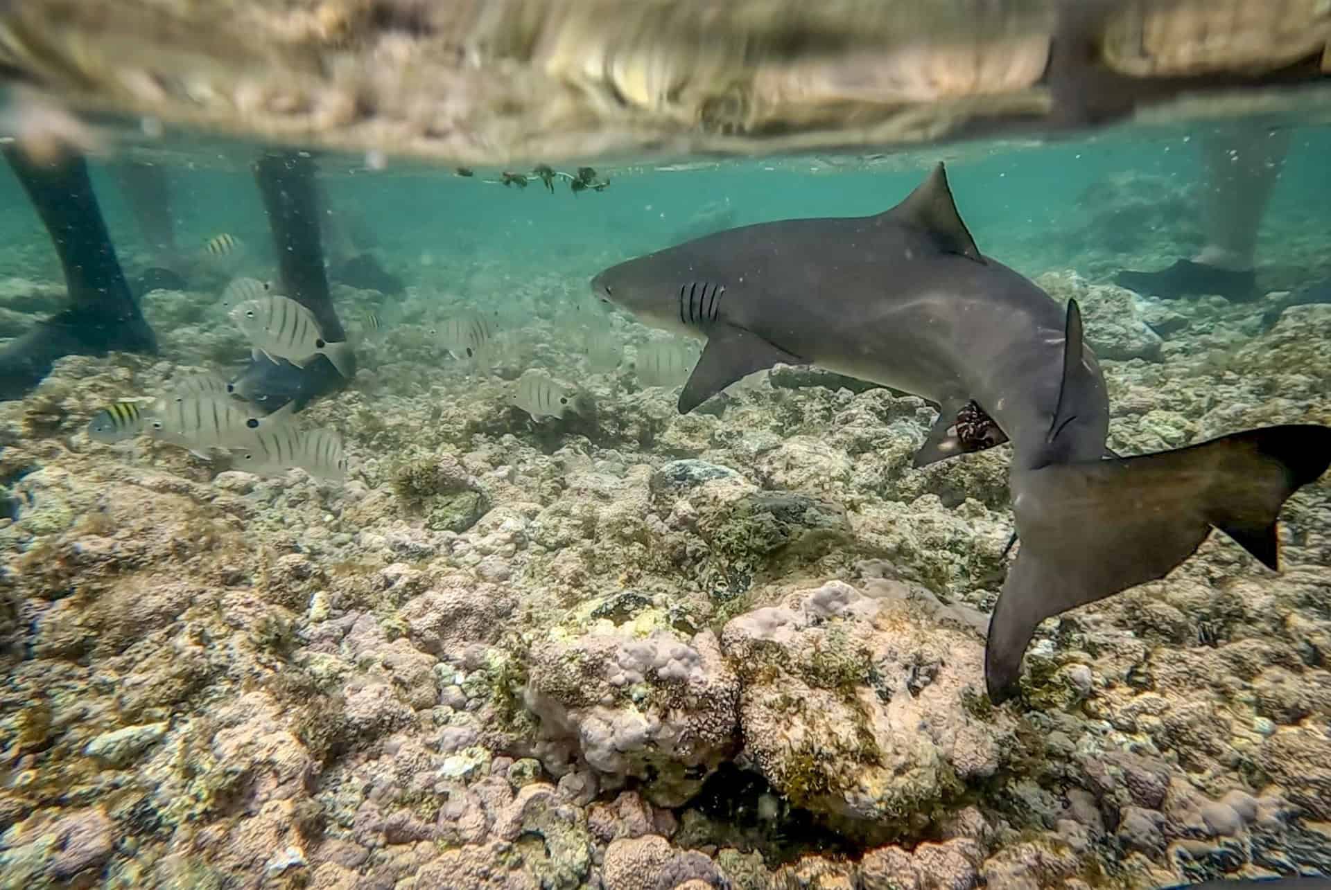requin ile de sal cap vert