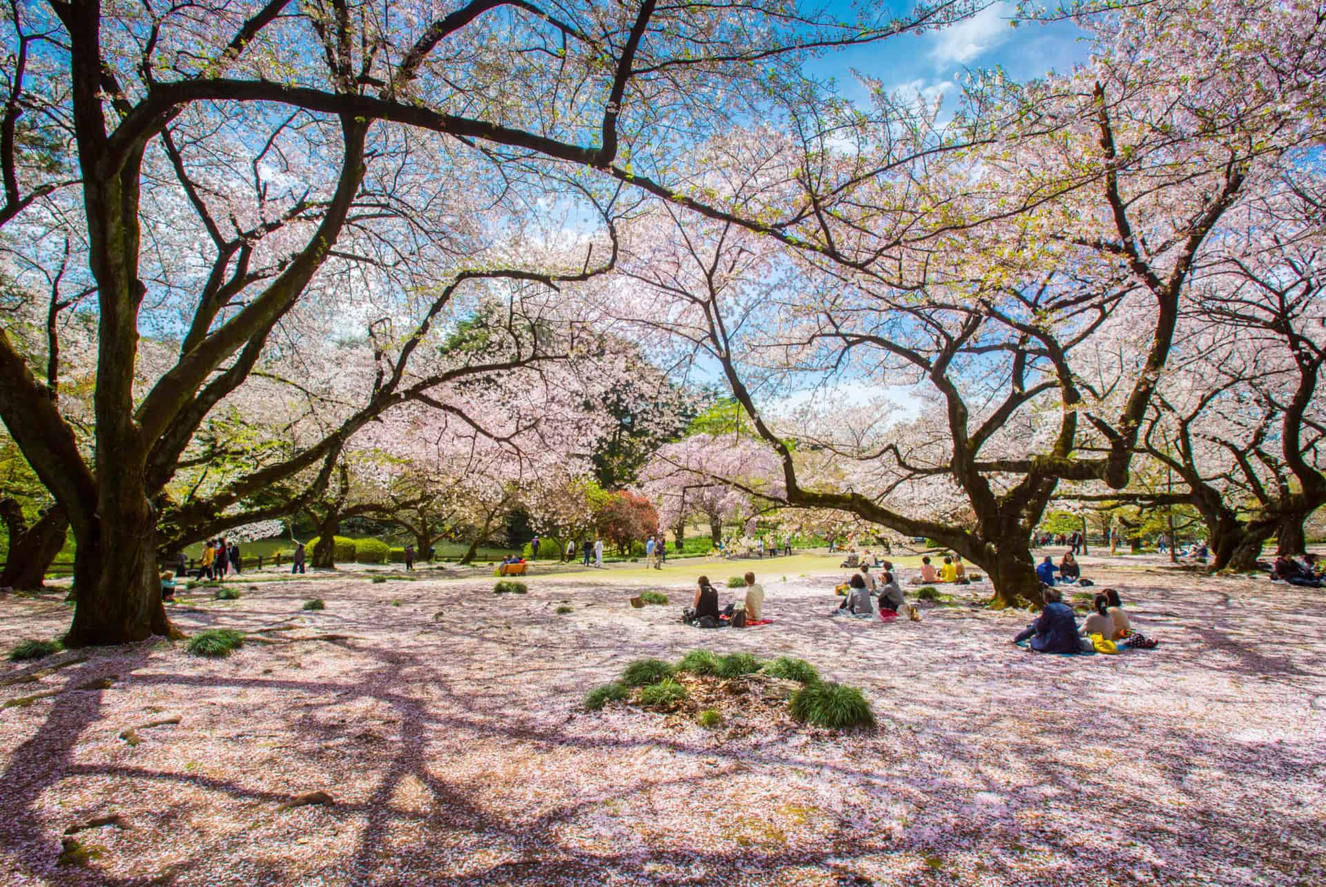 sakura parc ueno