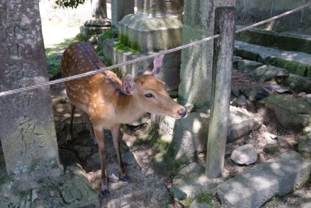 Visite guidée des lieux classés de Nara