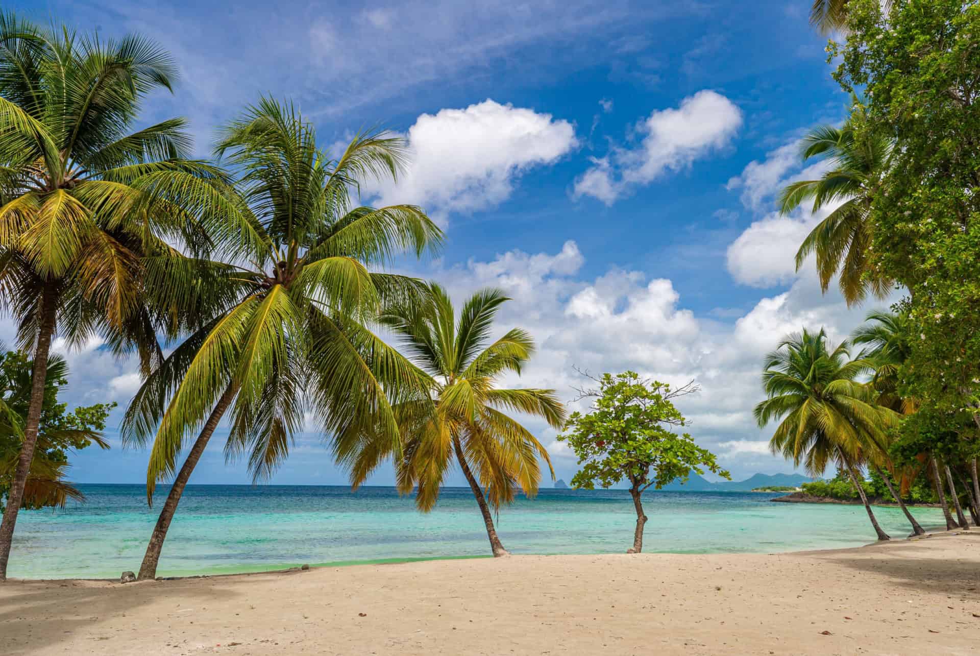 anse figuier plus belles plages martinique