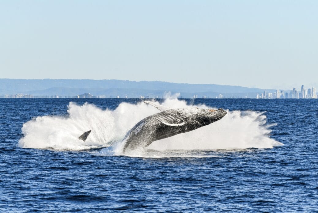 Observation des baleines sur la Gold Coast