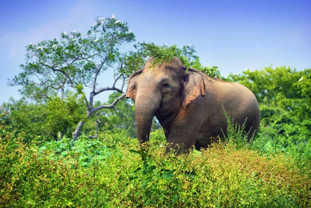 Safari de 2 jours dans le parc national de Bandipur