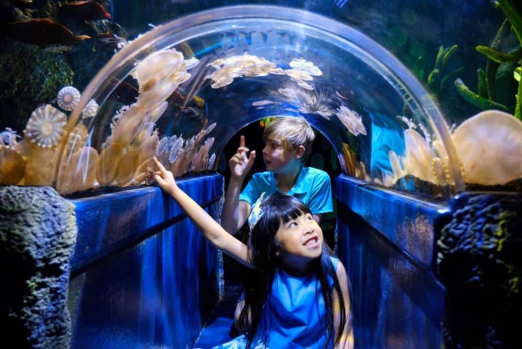 Entrée simple au SEA LIFE Melbourne