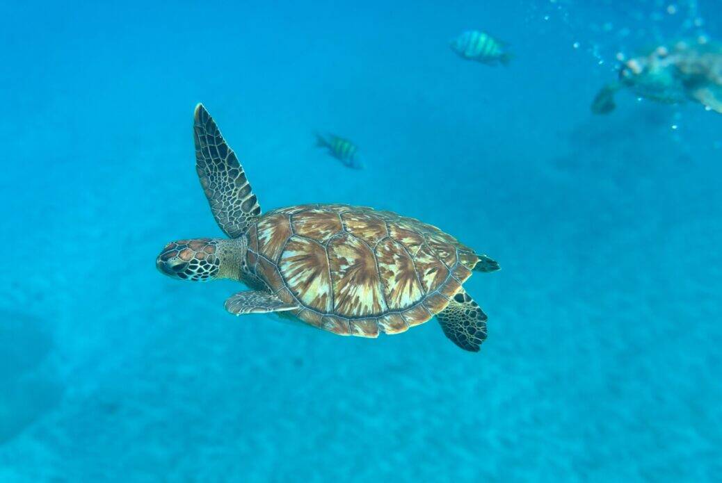 Observation des tortues de mer à Santa Maria