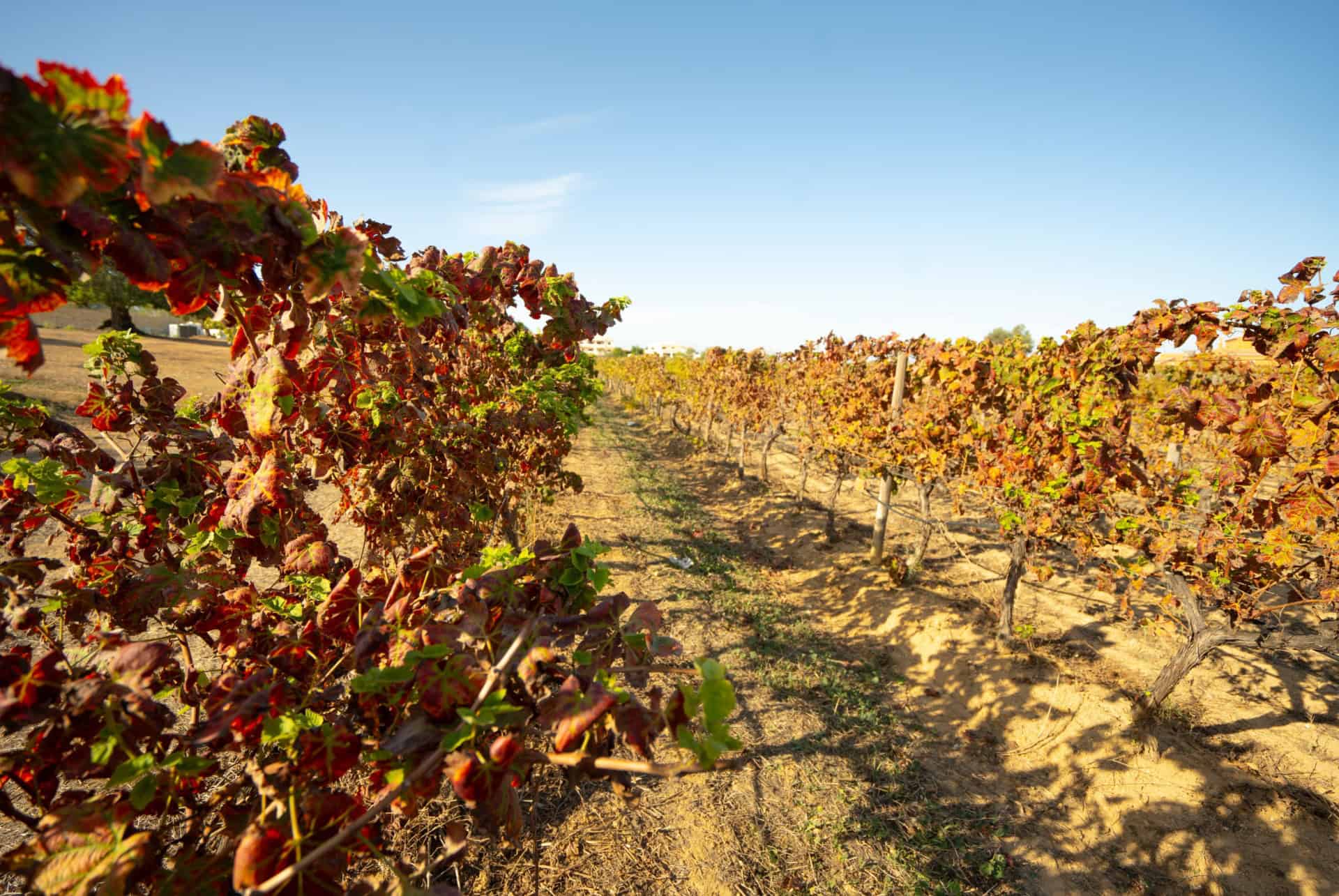 vignes albufeira