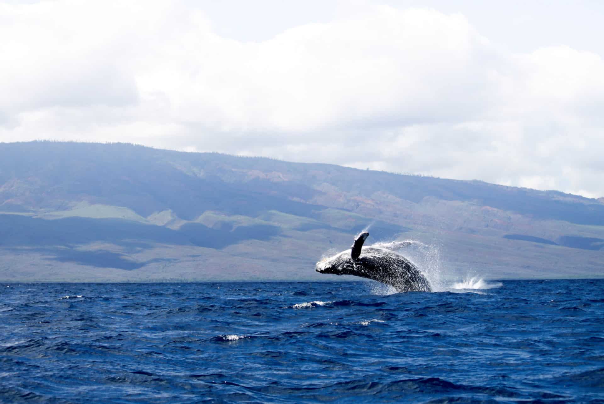 baleine a bosse hawai
