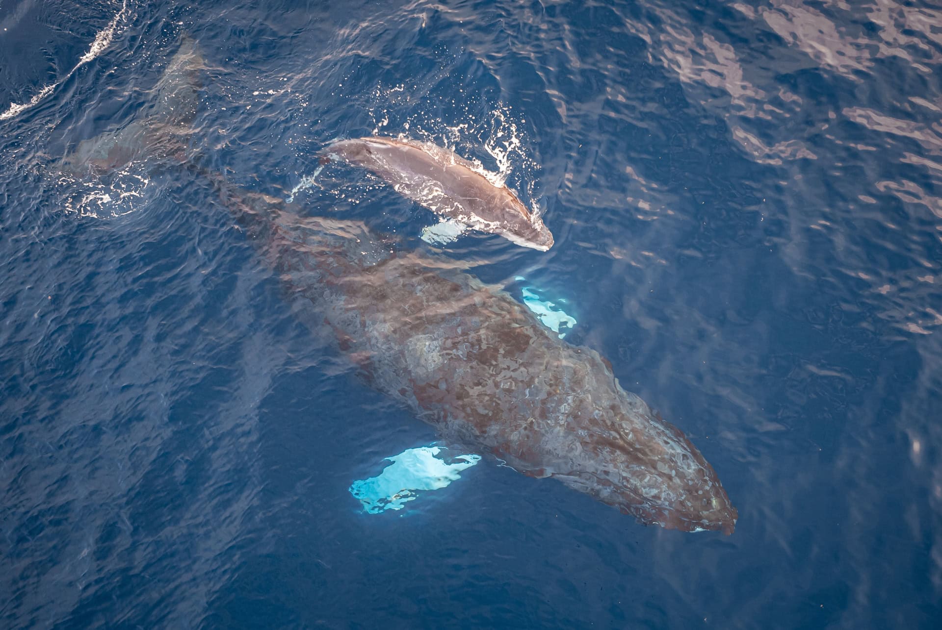 baleines tenerife iles canaries baleines tenerife iles canaries