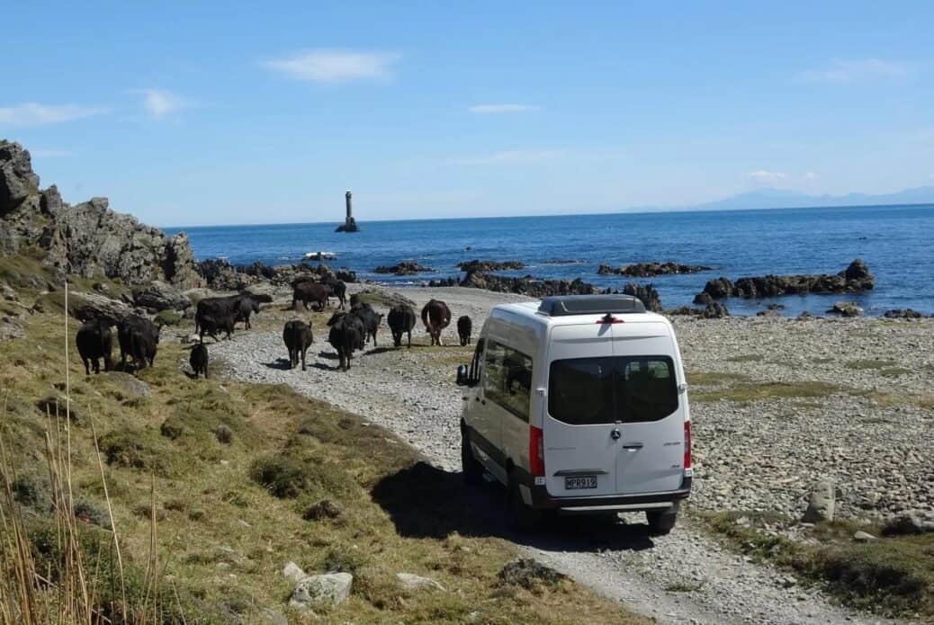 Safari sur la côte Sud