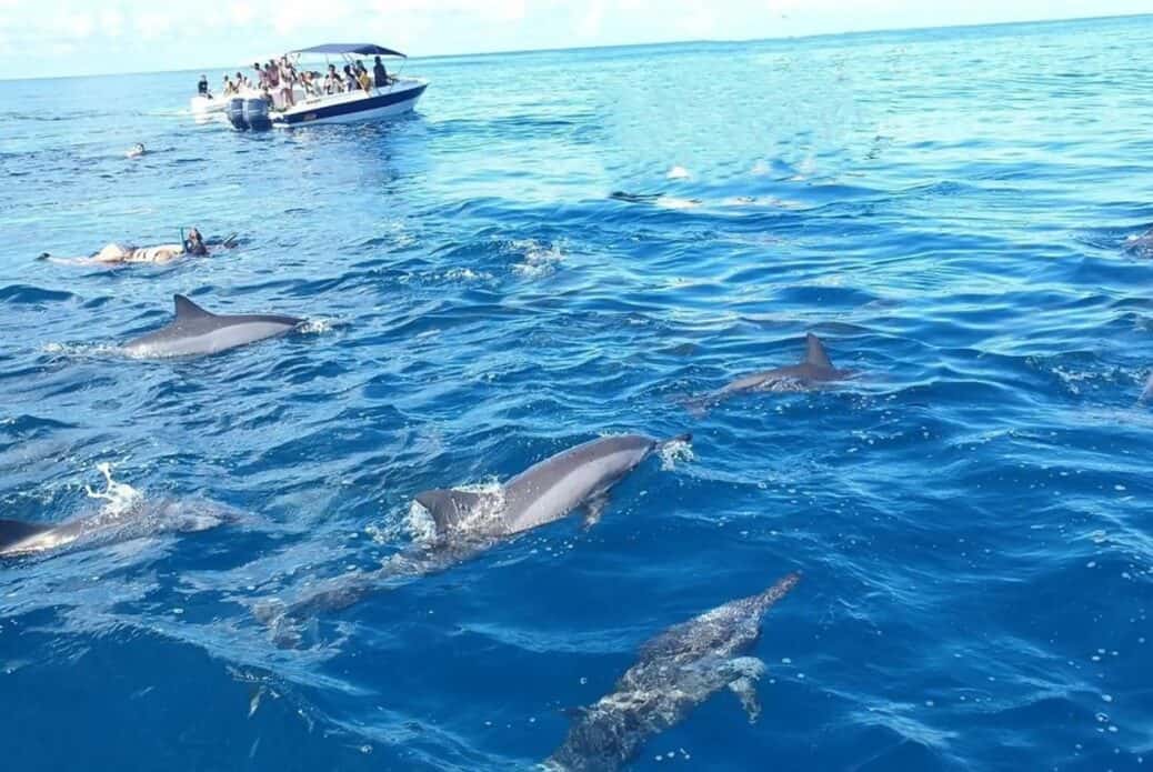 Nage avec les dauphins à Rivière Noire